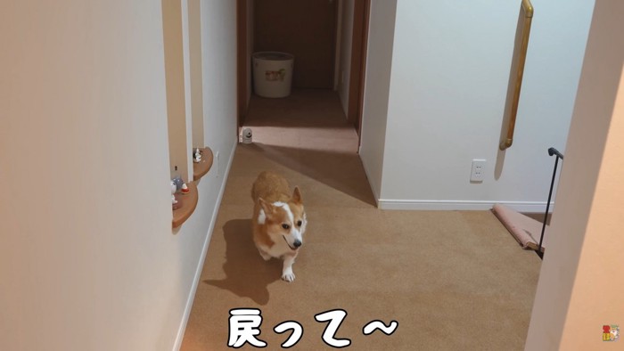 戻ってきたかと思うと…