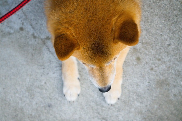 道路に伏せる柴犬