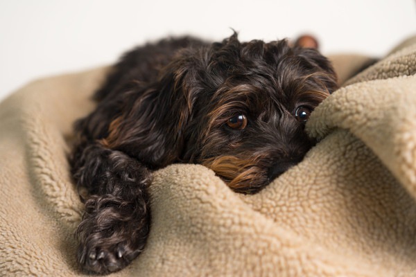 ブランケットで元気なく伏せている犬