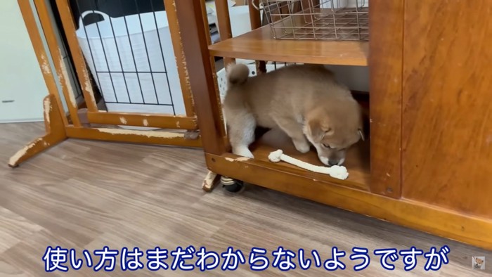 母犬のおもちゃに興味津々の子犬9