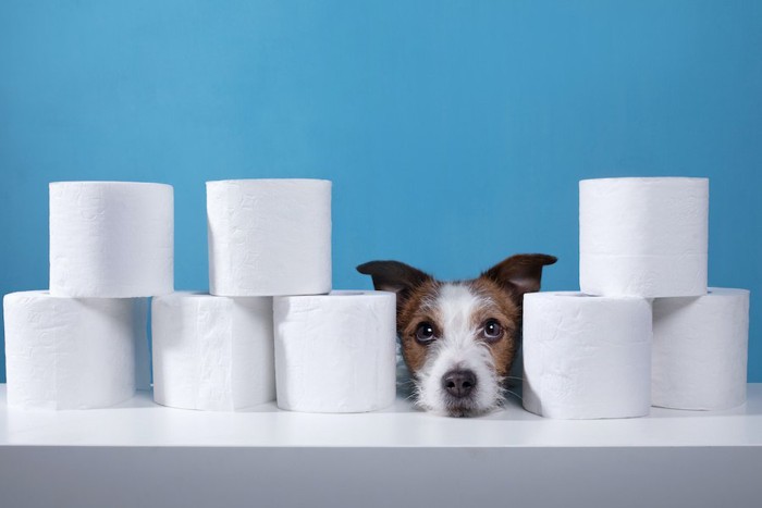 積まれたトイレットペーパーの間から顔を出す犬