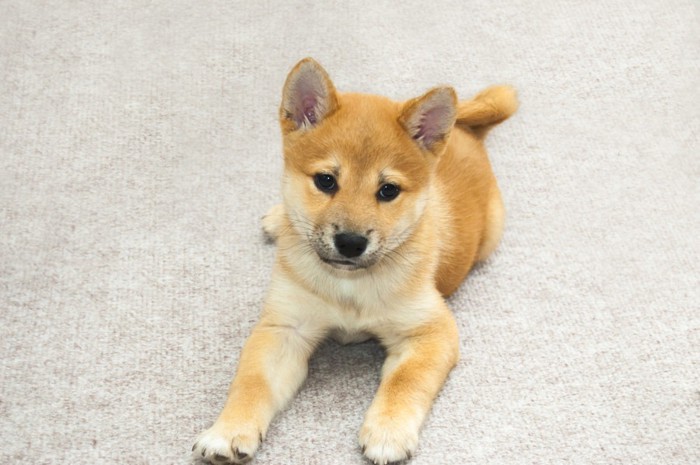 伏せている柴犬の子犬