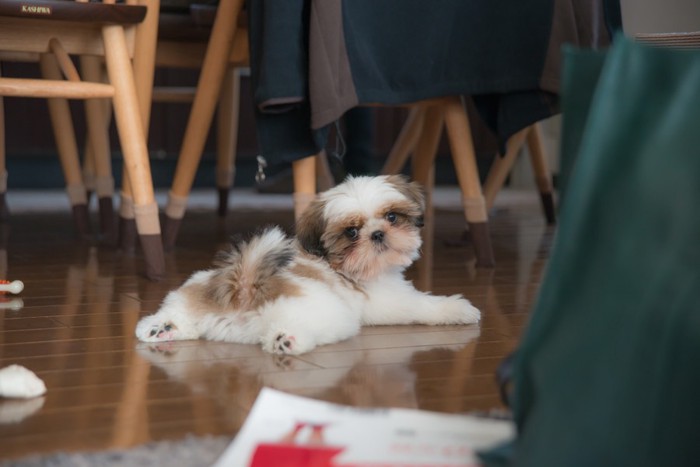 シーズーの子犬