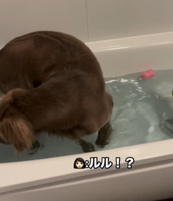 湯船に入る犬