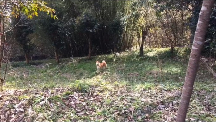 遠くから飼い主を見つめる犬