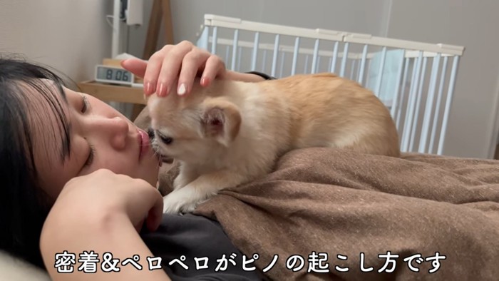 女性の顔を舐める薄茶の犬