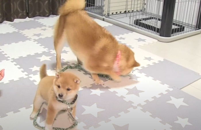 おやつを拾う兄柴と前を見る子犬