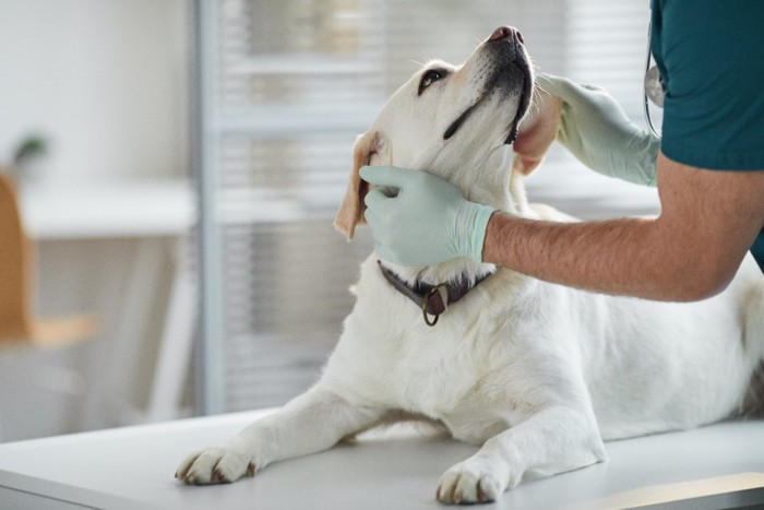 診察を受ける犬