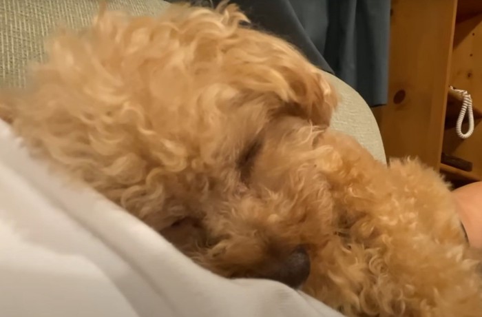 眠る犬