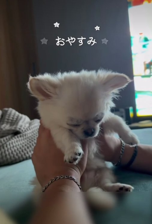 眠る犬3