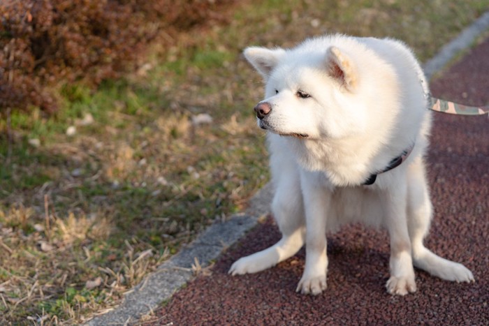 エチケットケースを咥える犬