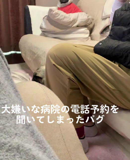 動物病院へ電話したら…
