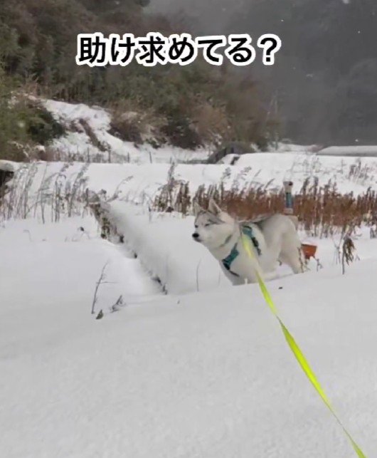 雪の上は得意じゃないみたい…