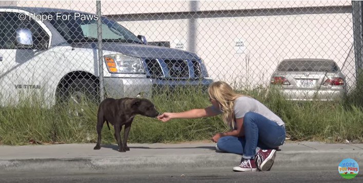 食べ物を受け取る犬