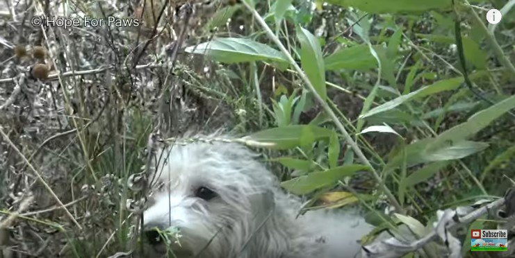 やぶの中の犬