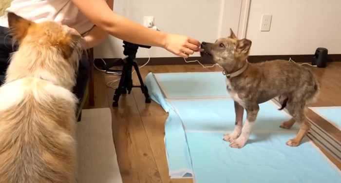 人の手からおやつをもらう子犬