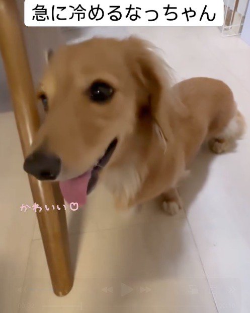 遠くを見つめる犬