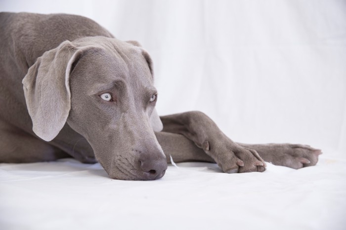 床に伏せているワイマラナーのアップ