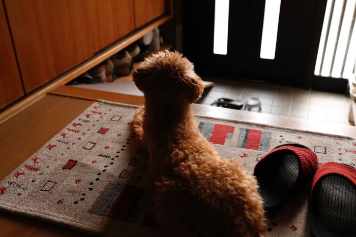 玄関マットに犬の後ろ姿