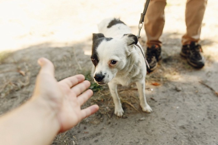 犬と差し出す手