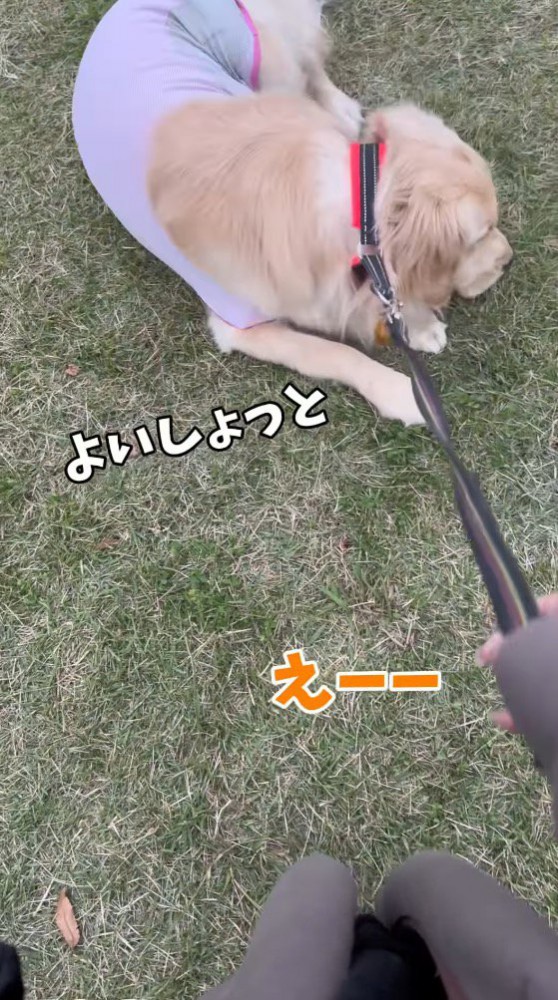 芝生に寝転がる犬