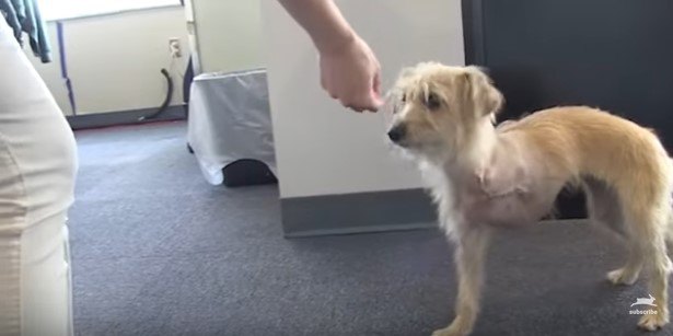 3本足で立つ犬