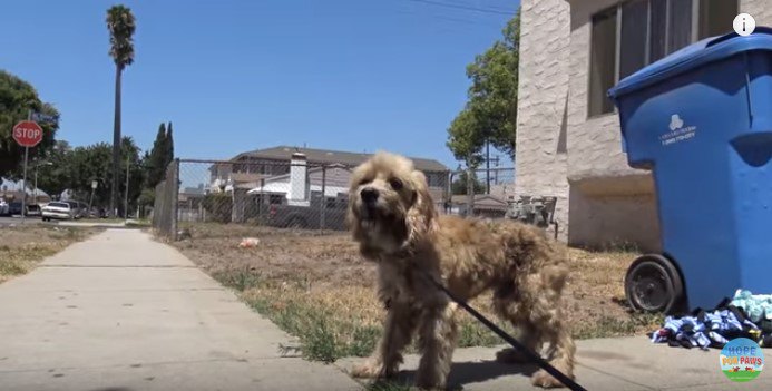 つかまって立ち止まる犬