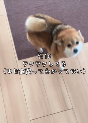 飛び跳ねる犬