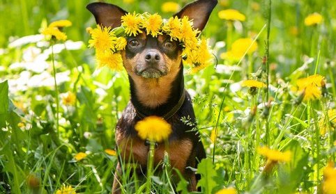 たくさんのタンポポと犬