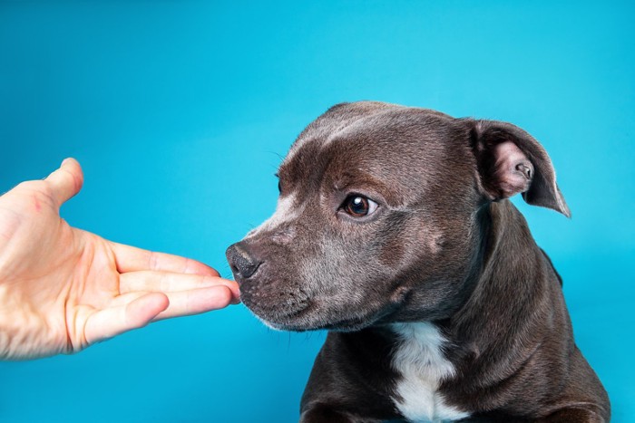 手の匂いを嗅ぐ犬