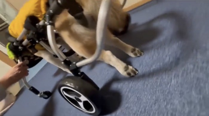 力を抜いてぶら下がる犬