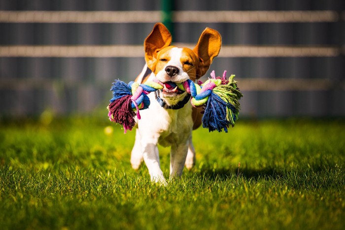 おもちゃをくわえて走る犬