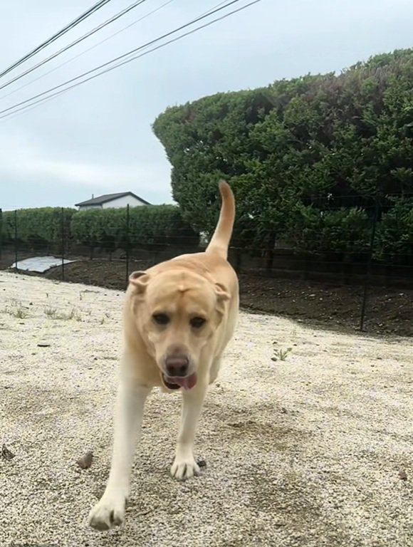 走るレイスくん