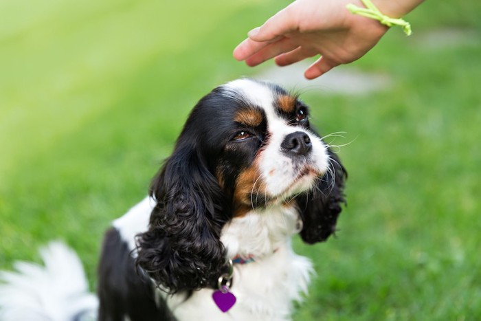 見上げる犬と撫でようとする人の手