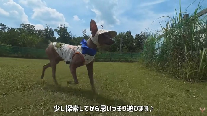 楽しそうな姿が可愛い♪