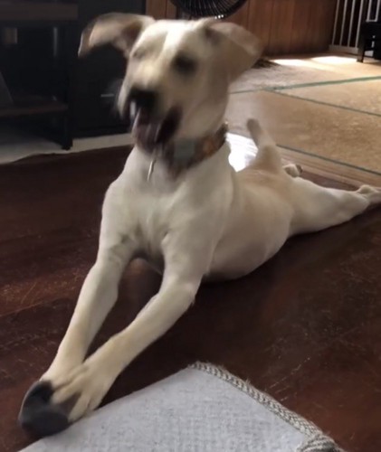 顔を振りながら遊ぶ犬