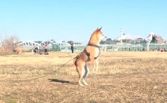 スックと立ち上がり…
