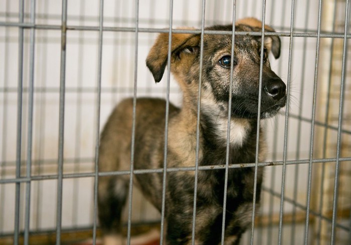 ケージの中から外を見つめる子犬