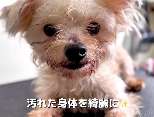 カメラを見つめる犬