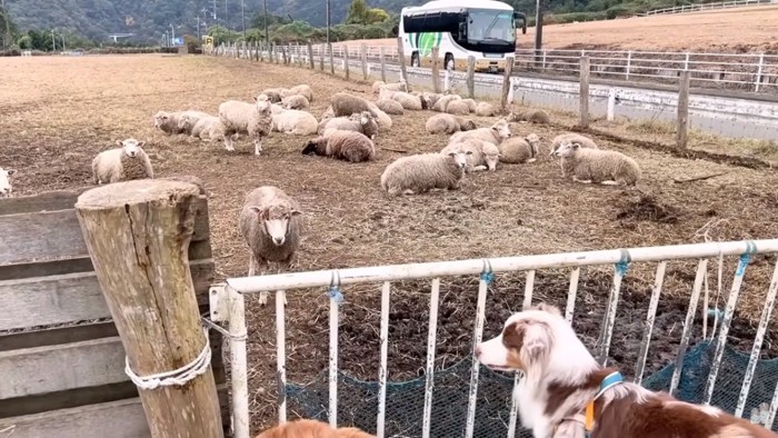 近づいてくるヒツジ