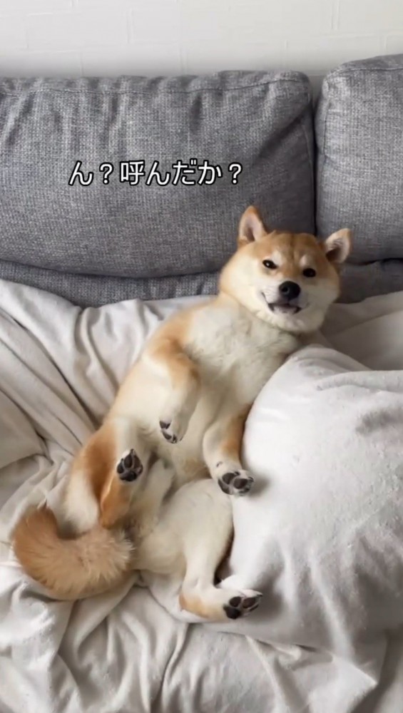 飼い主の足の上にもたれかかる犬