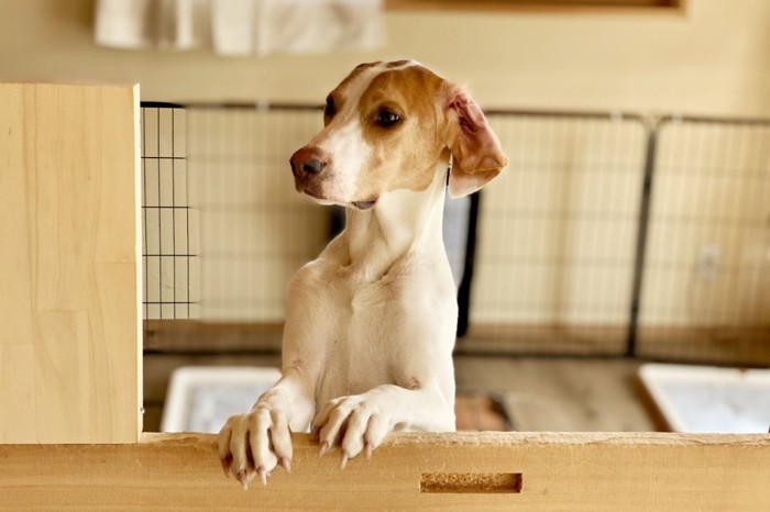 サークル内で立ち上がり見送る犬