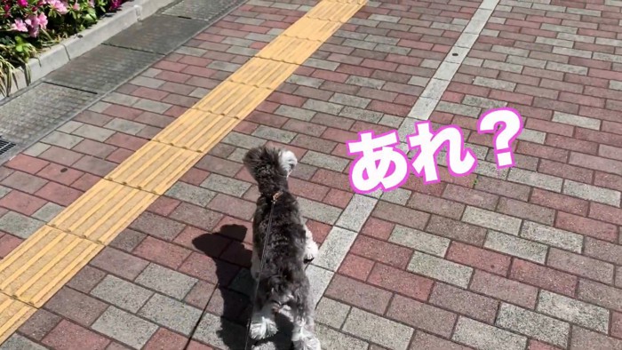 パパさんを見て立ち止まりました