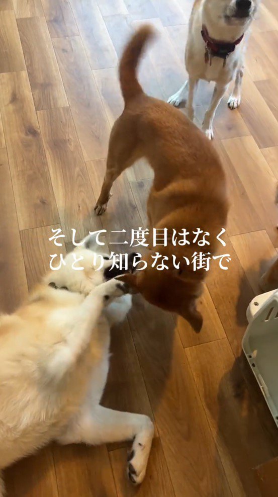 他の犬とじゃれ合う犬