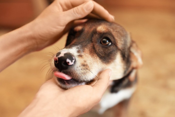 頭を撫でられている犬