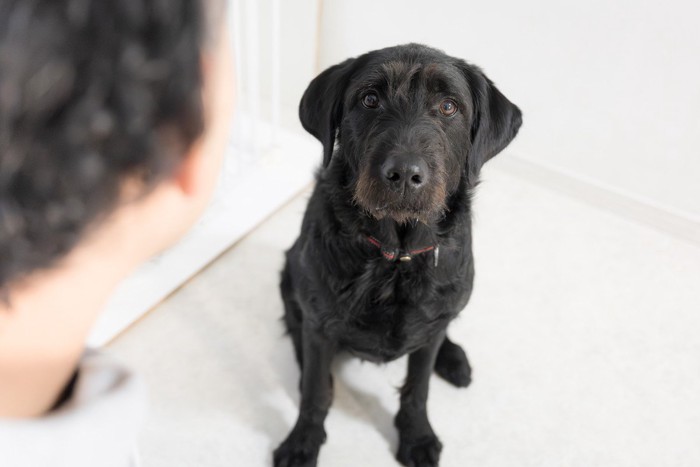 見上げる黒い犬