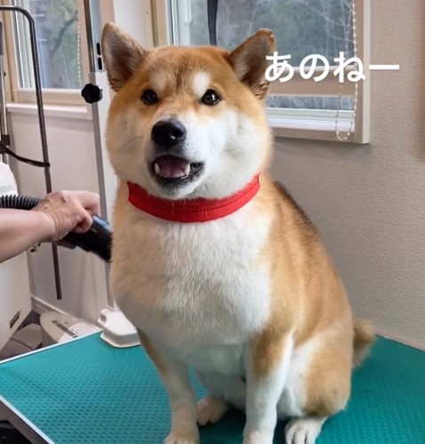 台の上でおしゃべりする柴犬