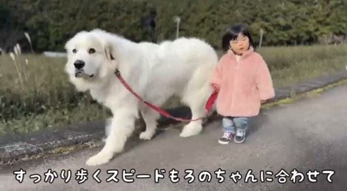 子どもの隣で歩調を合わせる犬