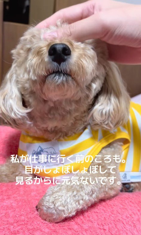 「お仕事行ってくるね」と撫でたら…