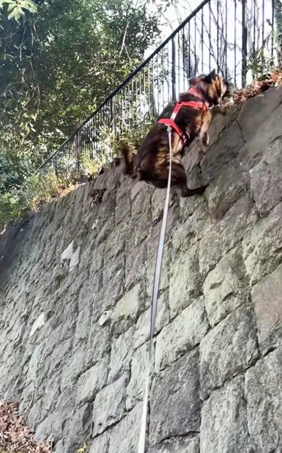 登り終わりそうなトシくん